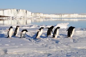 Pinguine auf der Flucht vor dem Klimawandel