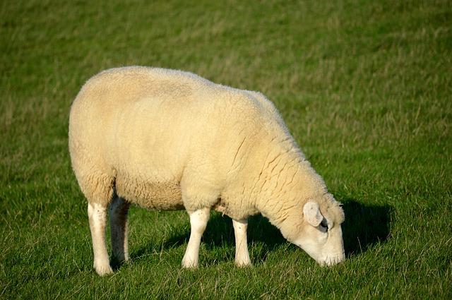 Neues Wappentier Schleswig-Holsteins Das Unabhängigeits-Schaf (stehend)
